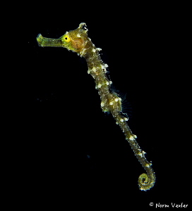 A baby seahorse taken on a blackwater photo dive in Anilao by Norm Vexler 